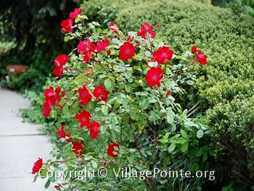 Landscaped flowers and greenery